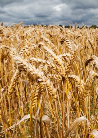 Termőföld és igazságügyi értékbecslés